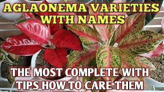 AGLAONEMA VARIETIES WITH NAMES  AGLAONEMA PLANT CARE TIPS [upl. by Etiam]