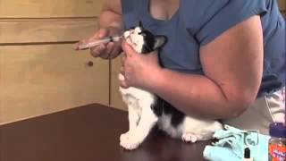 Giving Your Cat Liquid Medications Part 2  1 Person Procedure [upl. by Tuesday]