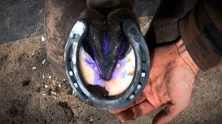 Horse Hoof ABSCESS  How I HELP Him RECOVER  HORSESHOEING [upl. by Lorn]