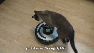 Cat shows HOW TO use iRobot Roomba Vacuum [upl. by Mellisa]