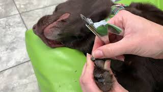 How to Trim Your Dogs Dark Nails [upl. by Aeirdna]