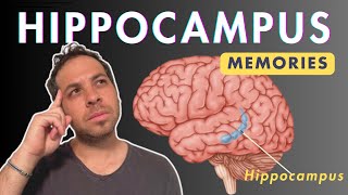 Hippocampus and Memories [upl. by Nylloc]