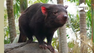 Tasmanian devil hide and seek  Australia Zoo Life [upl. by Poucher]