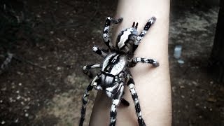 Tarantula Jumps from Arm Poecilotheria regalis [upl. by Ramo]