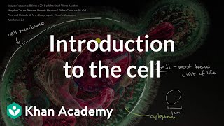 Introduction to the cell  Cells  High school biology  Khan Academy [upl. by Enuahs]