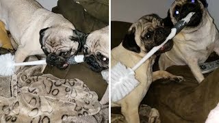 Pugs Start Fight Over Toilet Brush [upl. by Aedrahs27]