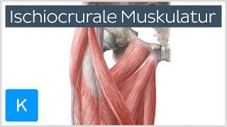 Ischiocrurale Muskulatur  Anatomie des Menschen  Kenhub [upl. by Bayer676]