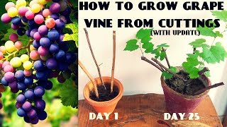 How To Grow Grape Vine From Cuttings At Home FAST N EASY [upl. by Vena782]