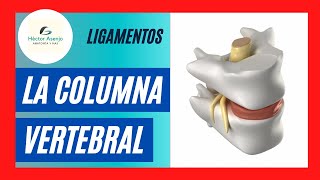 LIGAMENTOS de la COLUMNA vertebral ‼️qué FÁCIL [upl. by Aikahc890]