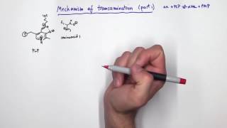 PLP Pyridoxal Phosphate Reactions [upl. by Madaras]