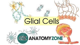 Glial Cells  Neuroanatomy Basics  Anatomy Tutorial [upl. by Sisile]