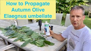 How to Propagate Autumn Olive Elaegnus umbellate [upl. by Agata]