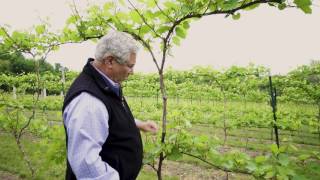 Between The Vines Marquette Grapes Trellis System [upl. by Oringas]