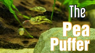 Pea Puffer  Species Spotlight [upl. by Acisej]