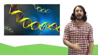 Nucleic Acids DNA and RNA [upl. by Enibas]