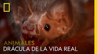 Conoce al Drácula de la vida real el murciélago vampiro  NATIONAL GEOGRAPHIC ESPAÑA [upl. by Aliac]