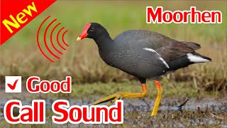 Moorhen Sounds Swamp Hen Sound Mp3 [upl. by Ahsimit]