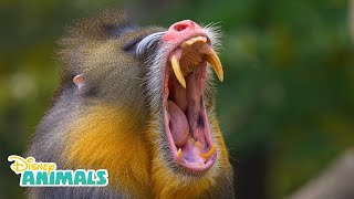 Mandrills  Disney Animals  Disney Junior [upl. by Hackathorn]