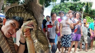 MAMAW SA LAKI NG KING COBRA SA TAGKAWAYAN QUEZON PTAY SA TKLAW [upl. by Shriver]