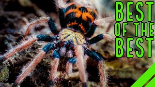 Top 10 New World Tarantulas  MUST HAVE Species [upl. by Ettennan]