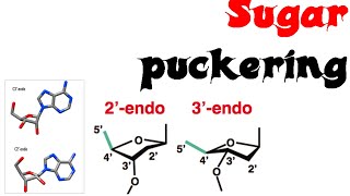 Sugar puckering [upl. by Acysej]