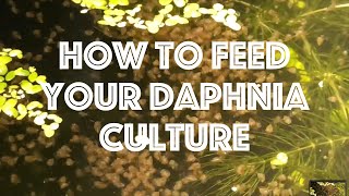 How To Feed Your Daphnia Culture [upl. by Eamon]