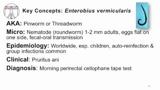 Helminths Enterobius [upl. by Nicolais168]