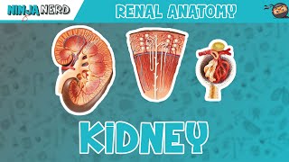 Renal  Kidney Anatomy Model [upl. by Aynodal]