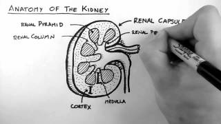 Renal Anatomy 1  Kidney [upl. by Gladstone]