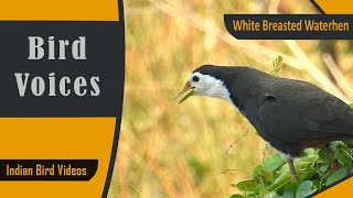 SOUND of White Breasted Waterhen Bird calls Indian birds birdcalls [upl. by Korenblat747]