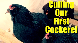 Culling Our First Cockerel [upl. by Odraode]