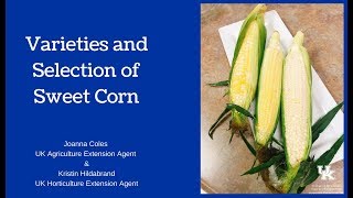 Varieties and Selection of Sweet Corn [upl. by Mott]