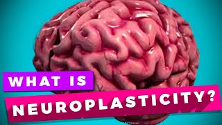 Neuroplasticity and learning explained [upl. by Ativad907]