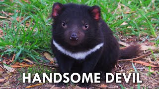 Tasmanian Devils Have No Right Being This Cute [upl. by Hoag882]