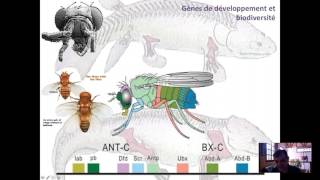Gènes de développement et spéciation [upl. by Keelin231]