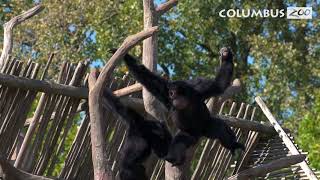 Why do Gibbons Sing — Columbus Zoo Qs [upl. by Saval]