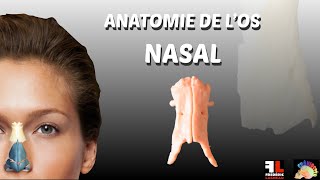 Anatomie de los nasal [upl. by Petula]