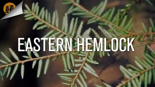 Eastern Hemlock Plant ID Guide [upl. by Eitsyrhc241]