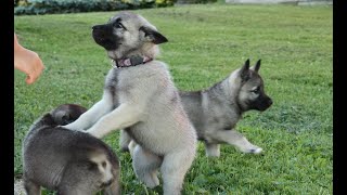 Cute Norwegian Elkhound puppies [upl. by Cailly142]