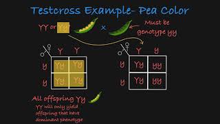 Testcross Explained [upl. by Yrram43]