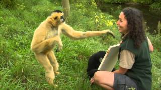 Conservation Connection White Cheeked Gibbon [upl. by Yalhsa768]