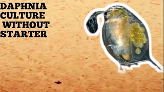 HOW TO CULTURE DAPHNIA NATURALLY WITHOUT A STARTER [upl. by Menis]