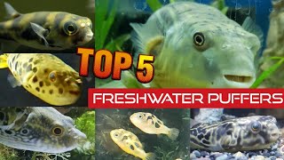 Top 5 Freshwater Puffers My top recommendations [upl. by Norahc485]