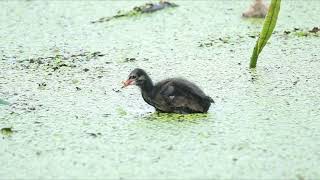 White breasted waterhen chick feeding [upl. by Ehman870]