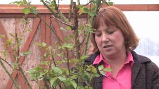 Gardening Caring for Plants  How to Grow a Black Rose Plant [upl. by Kooima]