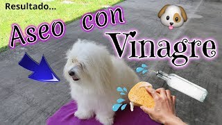 🐶💦ASEO con VINAGRE y AGUA PERRO SIN OLOR y SIN MANCHAS coton de Tulear I Lorentix [upl. by Nissie478]