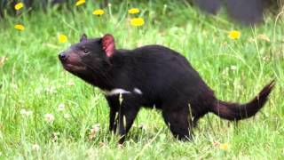 Tasmanian Devil Sound [upl. by Pomfrey790]