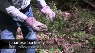 How to identify Japanese barberry Berberis thunbergii [upl. by Ailekahs]