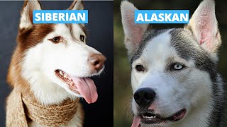 Siberian vs Alaskan Husky  Five Main Differences [upl. by Fowkes269]