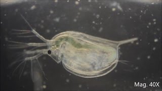 Daphnia magna under the Microscope [upl. by Nelyahs868]